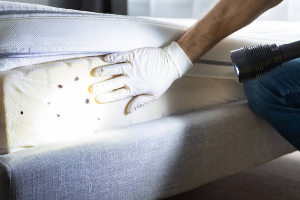 Best Local Pest Control Services  in Altoona, IA