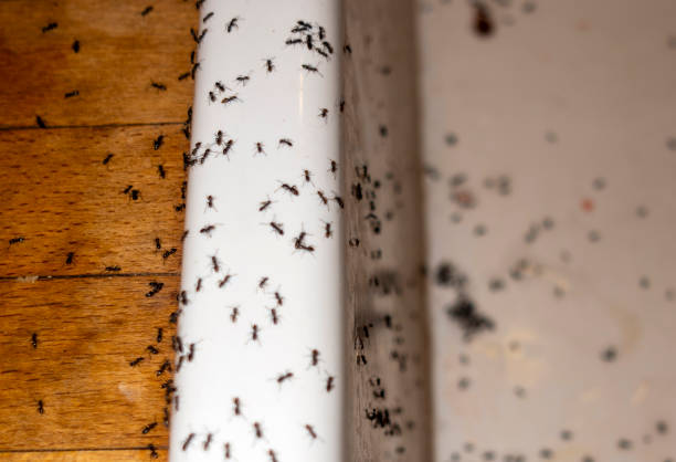 Bird Control in Altoona, IA