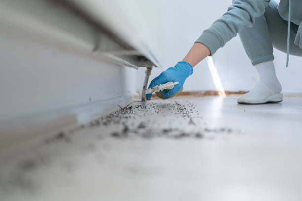 Wasp Removal Services in Altoona, IA